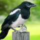 Illustration for article titled Magpie Worried Mate Only Interested In Him For Collection Of Shiny Objectsem/em
